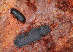 Uleiota planata