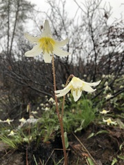 Erythronium citrinum