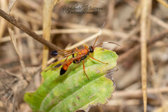 Ctenochares bicolorus