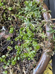 Lysimachia nummularia