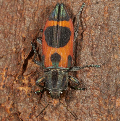 Nascioides parryi
