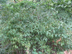 Philadelphus