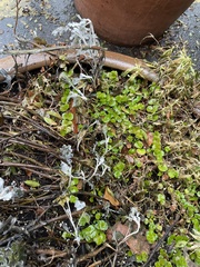 Lysimachia nummularia