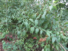 Philadelphus