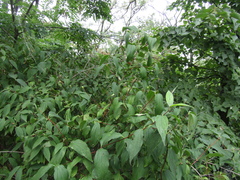 Philadelphus