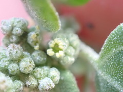 Chenopodium vulvaria