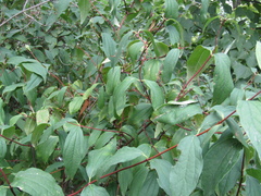Philadelphus