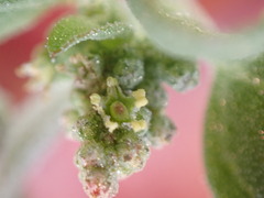 Chenopodium vulvaria