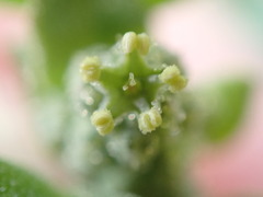 Chenopodium vulvaria