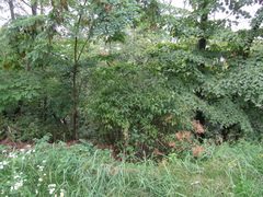 Philadelphus