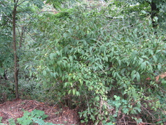 Philadelphus
