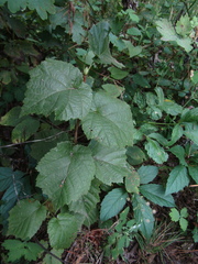 Corylus colurna