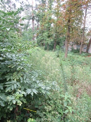 Corylus colurna
