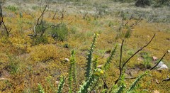 Hermannia stipulacea