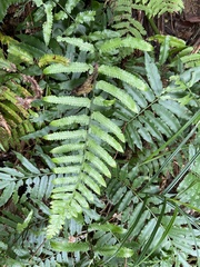 Microlepia marginata bipinnata