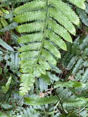 Microlepia marginata bipinnata
