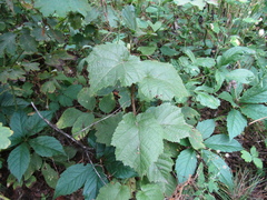 Corylus colurna