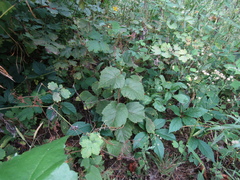 Corylus colurna