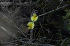 Aspalathus lebeckioides