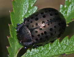 Chrysolina exanthematica