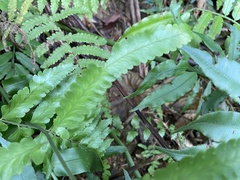 Microlepia marginata bipinnata