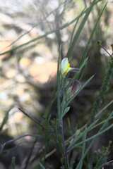 Aspalathus lebeckioides