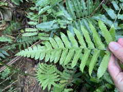 Microlepia marginata bipinnata