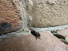 Elhamma australasiae