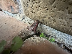 Elhamma australasiae