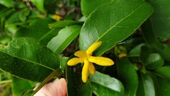 Huberantha nitidissima