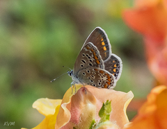 Polyommatus icarus
