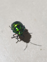 Chrysocoris
