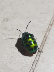 Chrysocoris