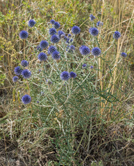 Echinops ritro ruthenicus