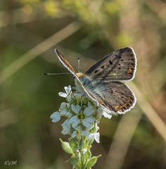 Lycaena tityrus