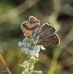 Lycaena tityrus