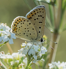 Lycaena tityrus