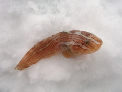 Kelp Snailfish photo 2
