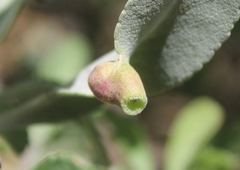 Rhopalomyia audibertiae