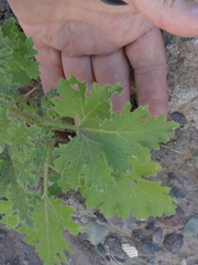 Perityle crassifolia robusta