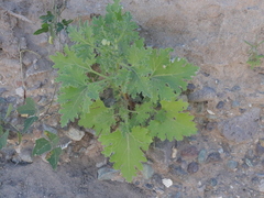Perityle crassifolia robusta