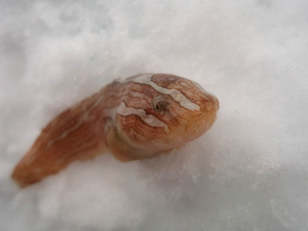 Kelp Snailfish