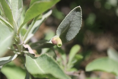 Rhopalomyia audibertiae
