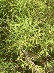 Pogonatherum crinitum