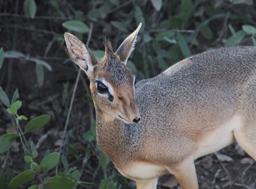Thomas's Dik-dik
