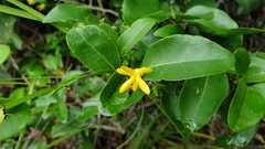 Huberantha nitidissima