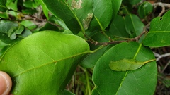 Huberantha nitidissima