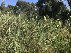 Typha orientalis