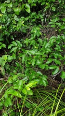 Huberantha nitidissima