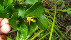 Huberantha nitidissima